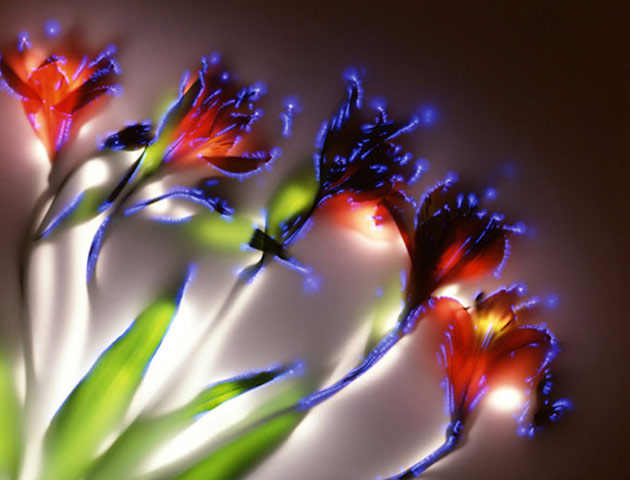glowing flowers kirlian_art2_f