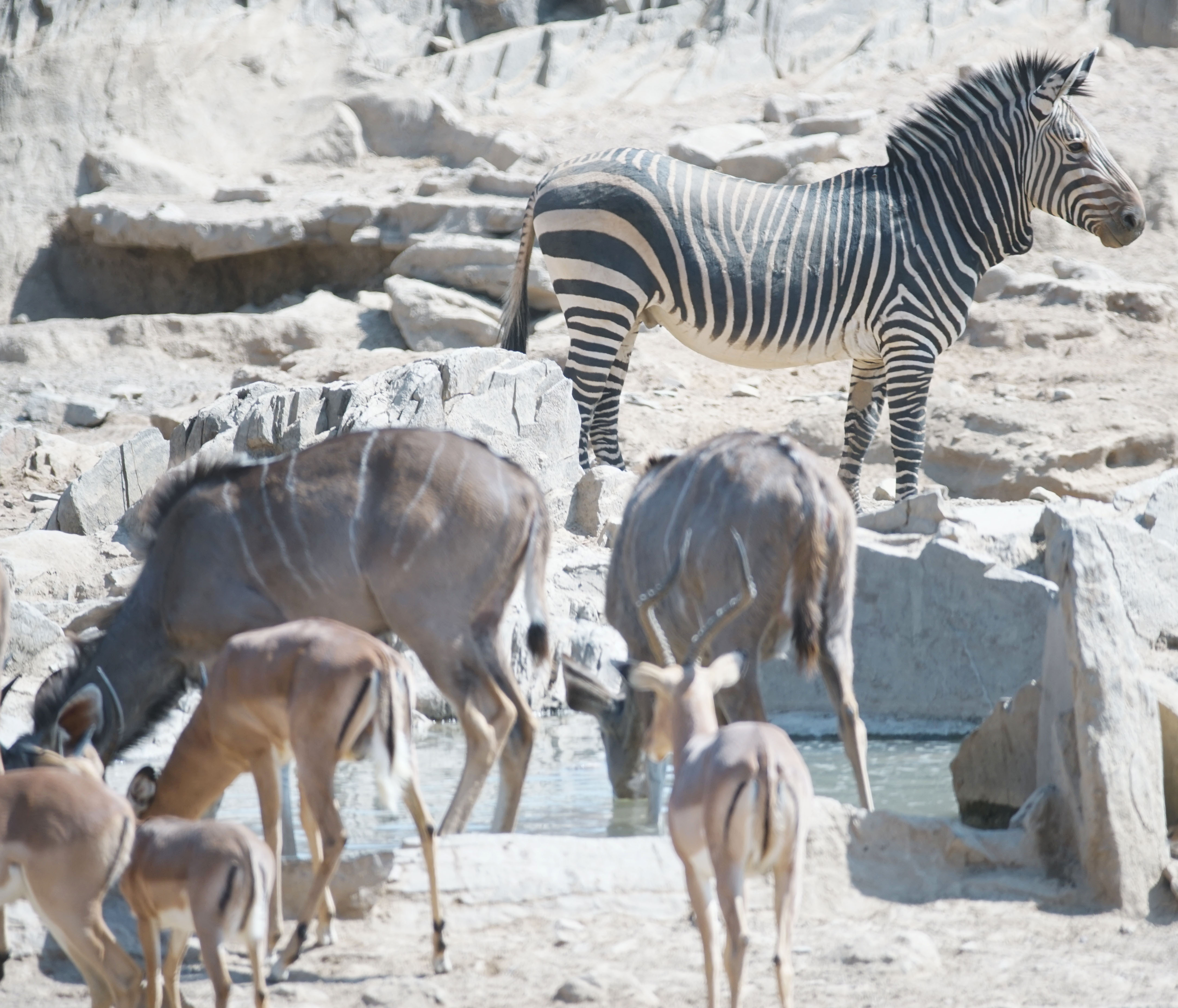 Zebra, Kudu and Impala