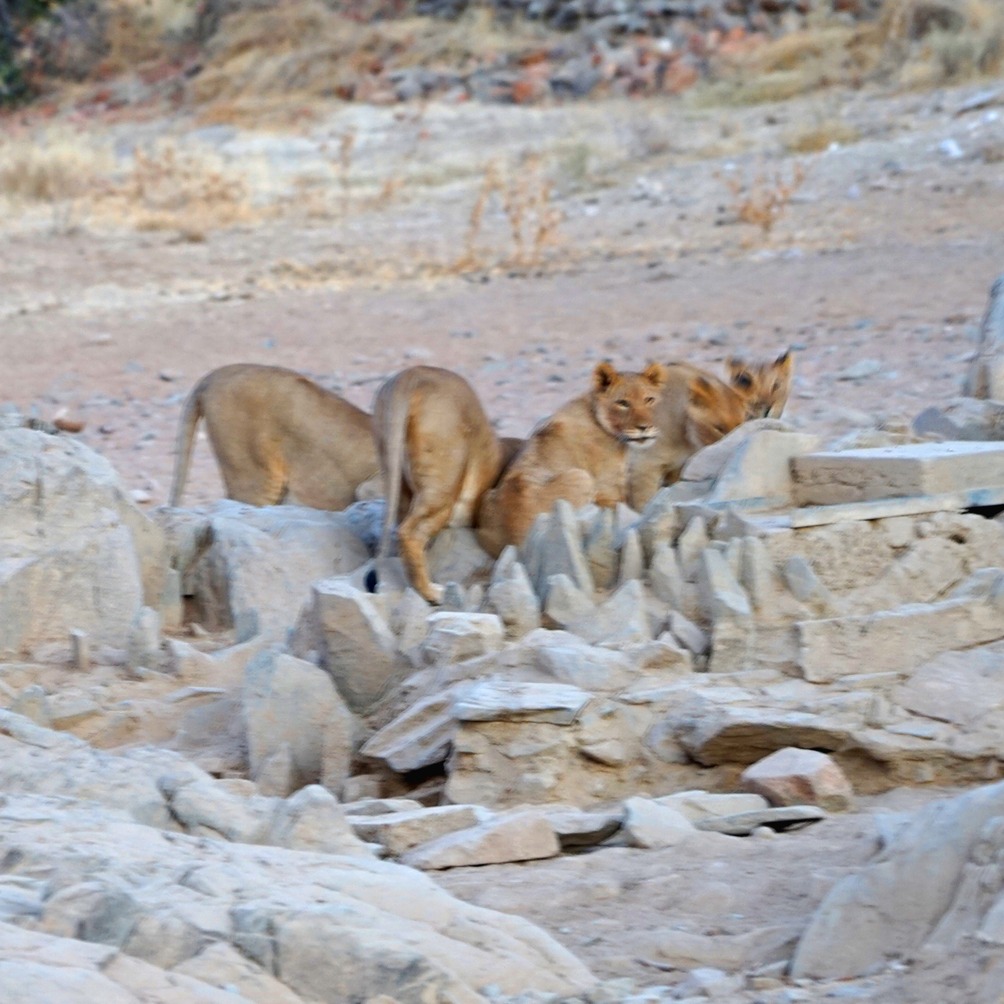 Lions at the waterhole late afternoon