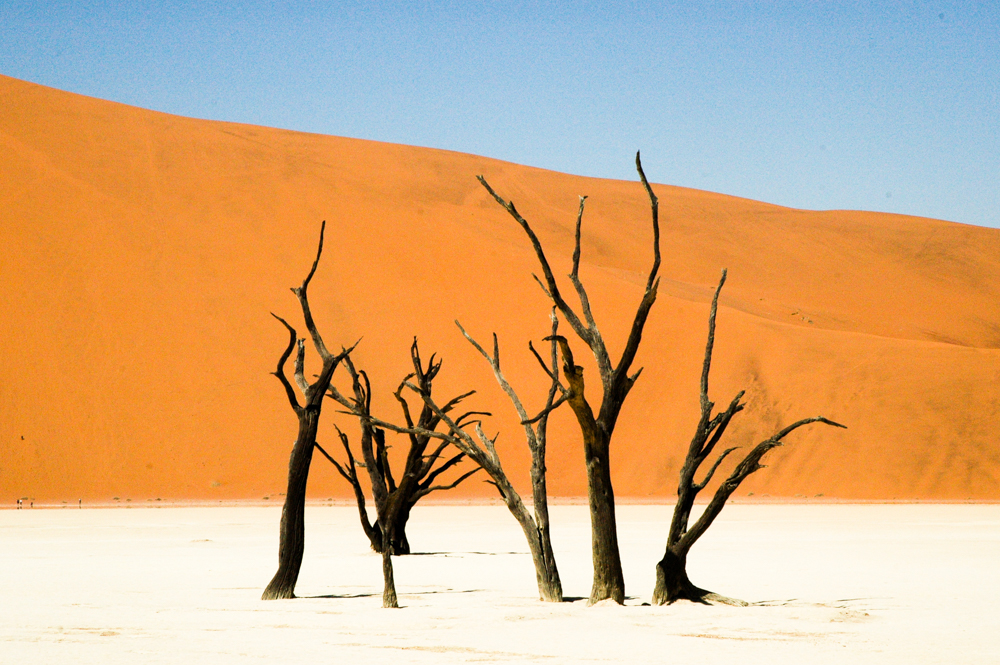 Acacia trees in Deadvlei, Namibia