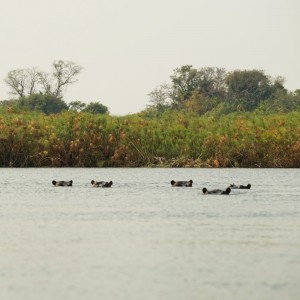 Pod of hippos in a lagoon