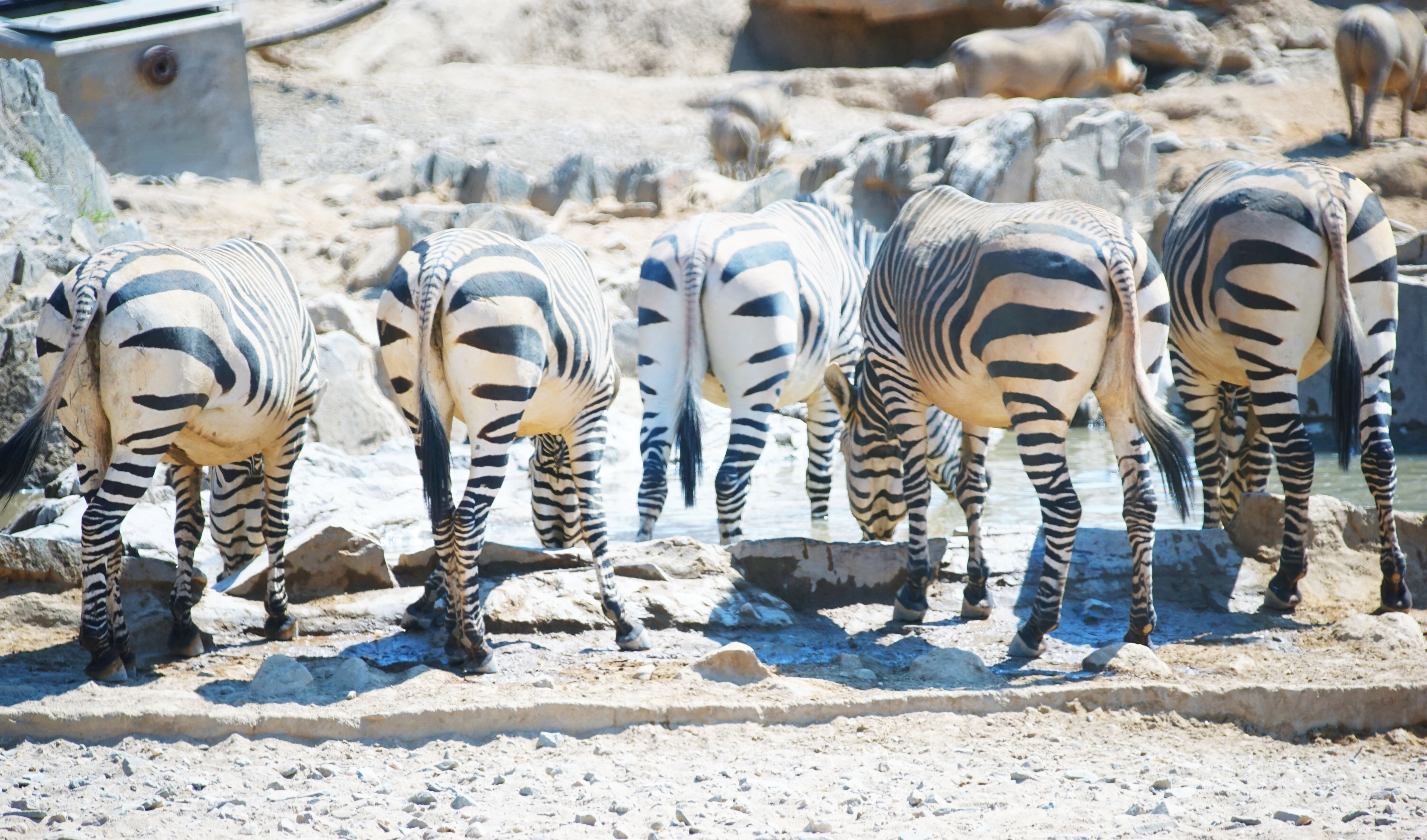 Mountain Zebras line up at the waterhole