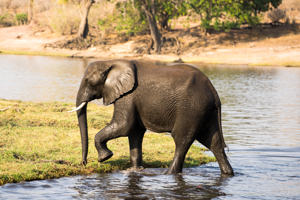 Elephant river. Слоны в воде. Чем питаются слоны. Elephant Calf PNG.