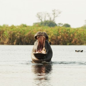 Hippos at Nxamaseri, Botswana